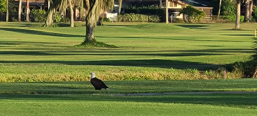 Golf Course «New Smyrna Beach Golf Course», reviews and photos, 1000 Wayne Ave, New Smyrna Beach, FL 32168, USA