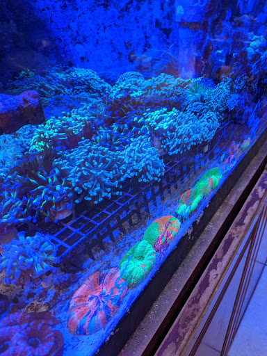Pet Supply Store «Sea Level Aquarium», reviews and photos, 28 US-46, Pine Brook, NJ 07058, USA