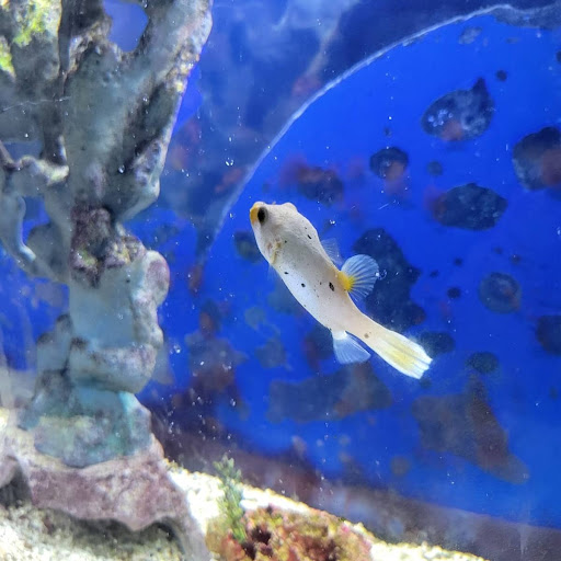 Pet Store «Coral Reef Pet Center», reviews and photos, 7723 W Lawrence Ave, Norridge, IL 60706, USA