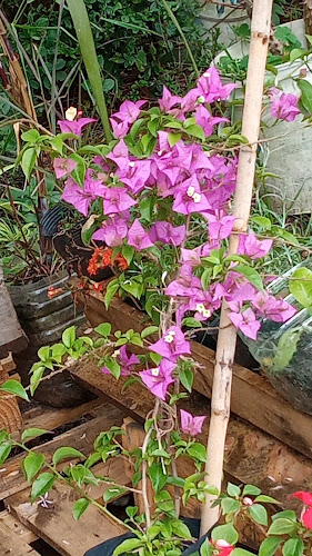 Vivero El Paraiso de Mili & Nacho .( EMPRENDIMIENTO FAMILIAR) - Centro de jardinería