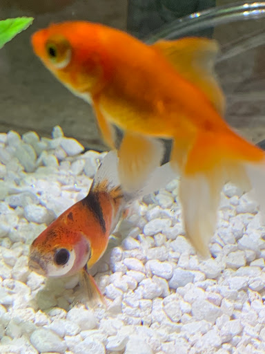 Pet Store «Fins And Feathers», reviews and photos, 222 Willow Ave, Honesdale, PA 18431, USA