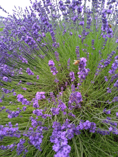 Farm «Oregon Lavender Farm», reviews and photos, 20949 S Harris Rd, Oregon City, OR 97045, USA