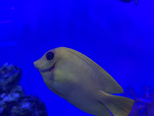 Pet Store «Animal Attraction», reviews and photos, 2518 11th Ave, Greeley, CO 80631, USA