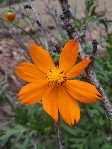 Florist «Timp Valley Floral», reviews and photos, 445 E State St, American Fork, UT 84003, USA