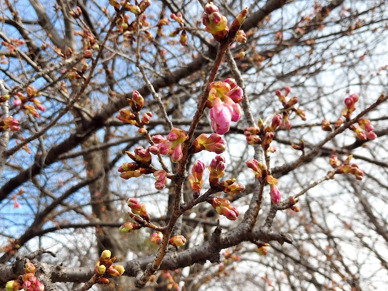 玉川上水の河津桜