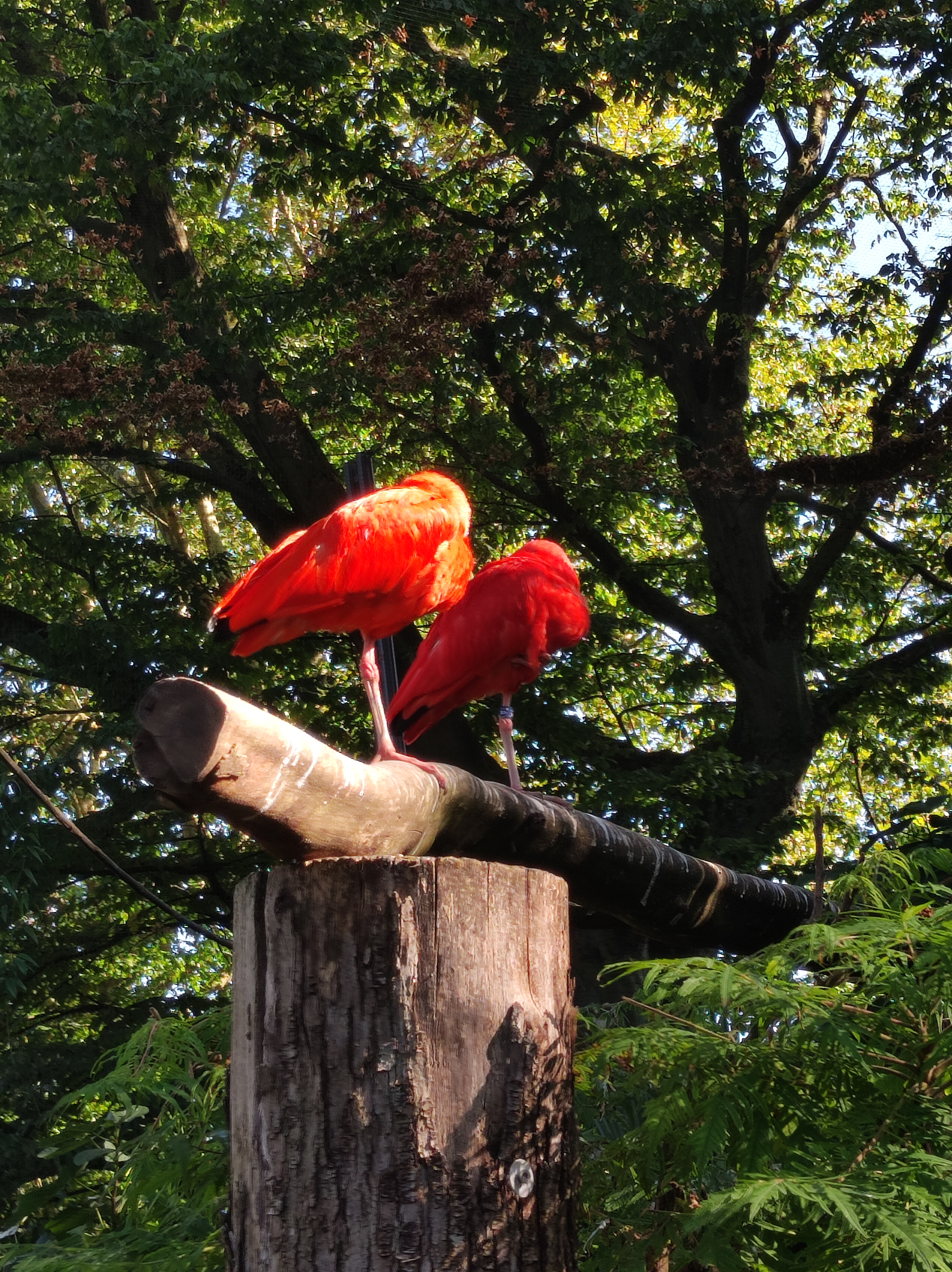 Photo n° 9 de l'avis de Barcelonesa974. fait le 18/01/2024 à 06:36