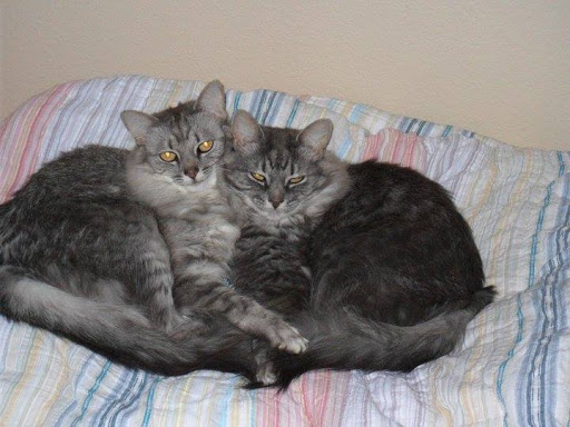 Pet Supply Store «PetSmart», reviews and photos, 28556 Telegraph Rd, Southfield, MI 48034, USA