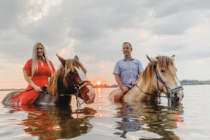 Florida Beach Horses