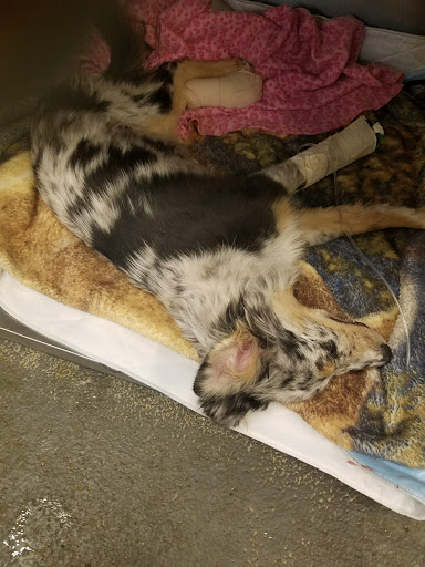 Hawthorne Animal Hospital