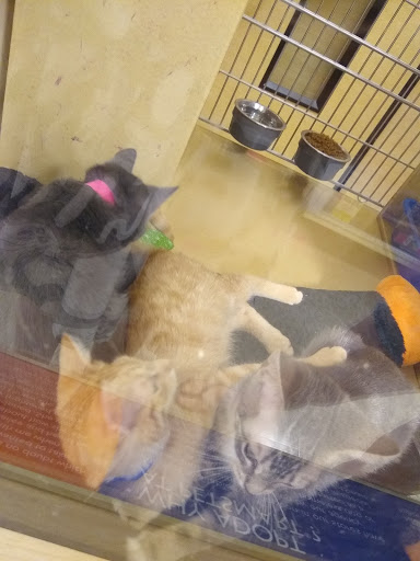 Pet Supply Store «PetSmart», reviews and photos, 9970 Sowder Village Square, Manassas, VA 20109, USA