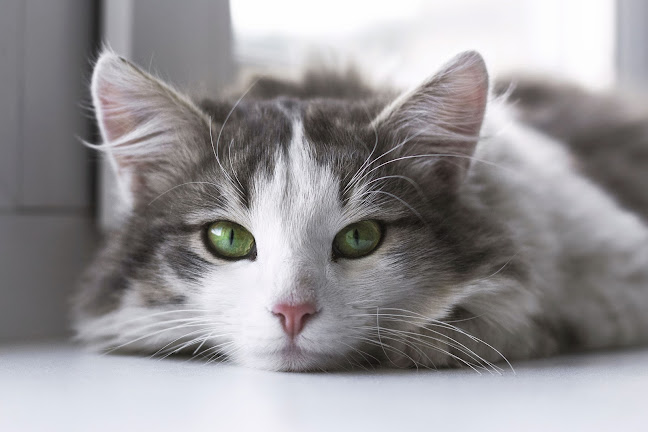 Scarsdale Vets - Hilton - Veterinarian