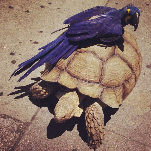 Pet Supply Store «Pet Care Inc.», reviews and photos, 2500 East Cesar E Chavez Avenue, Los Angeles, CA 90033, USA