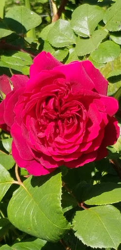 Florist «The Natural Nook Flower Shop», reviews and photos, 738 Pacific Way, Gearhart, OR 97138, USA