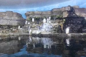 Antàrtic - Pingüins image