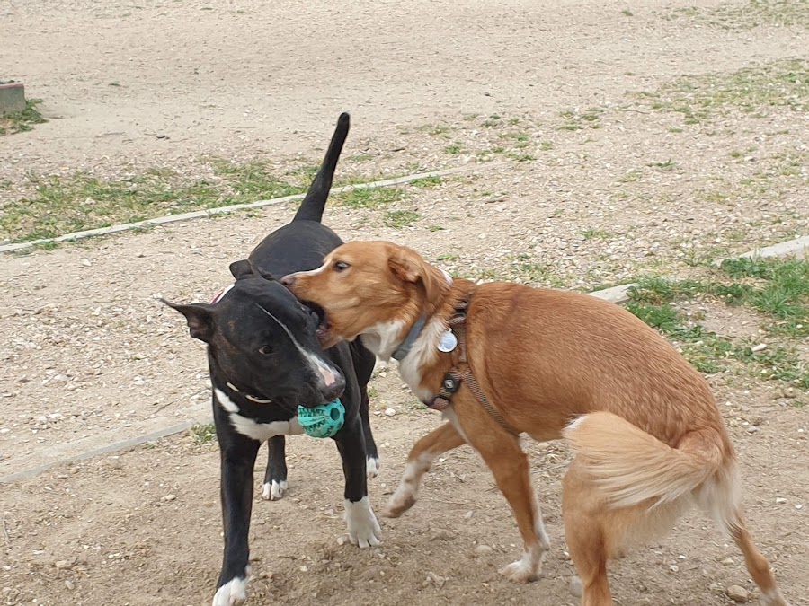 Parque Canino 