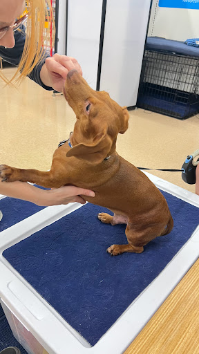 Pet Supply Store «Petco Animal Supplies», reviews and photos, 3835 Phoenix Ave, Fort Smith, AR 72903, USA