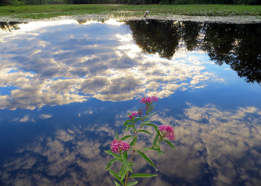 Mill «Sharon Mills County Park», reviews and photos, 5701 Sharon Hollow Rd, Manchester, MI 48158, USA