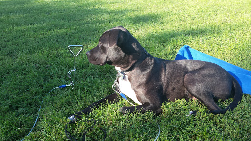 Park «Horner Park», reviews and photos, 2741 W Montrose Ave, Chicago, IL 60618, USA