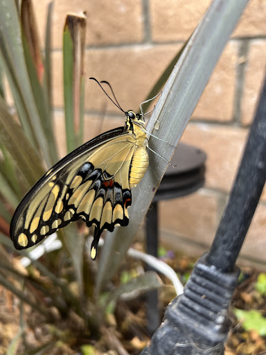 Tobacco Shop «Cherry Smoke & Skate Shop», reviews and photos, 418 Cherry Ave, Long Beach, CA 90802, USA
