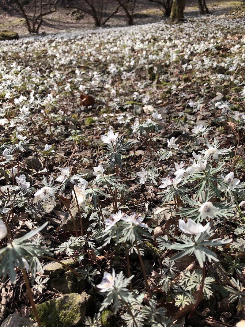 節分草園 埼玉県小鹿野町両神小森 植物園 グルコミ