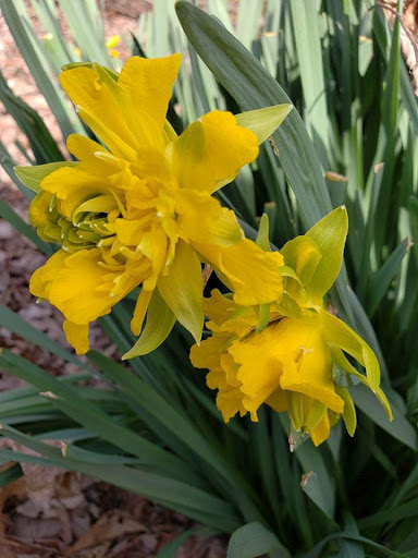 Recreation Center «Greenbelt Recreation Center», reviews and photos, 501 Brielle Ave, Staten Island, NY 10314, USA