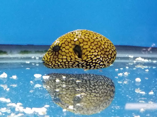 Pet Store «Pet Connection», reviews and photos, 29551 Five Mile Road, Livonia, MI 48154, USA