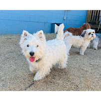 Doggie Diggs - Photo 8 - Car repair in Fort Worth, TX, Fort Worth