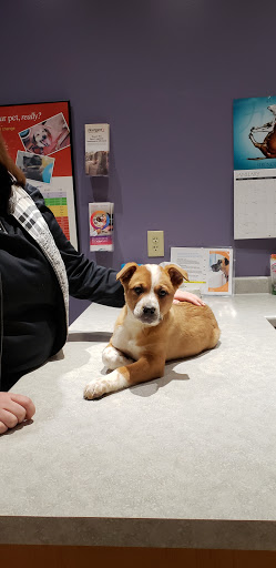 Homestead Veterinary Care image