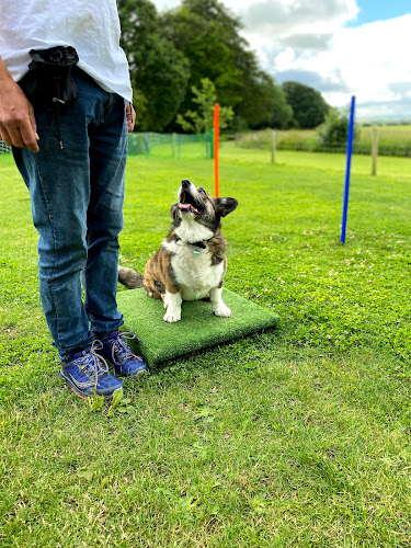 Trust Zone Dog Training - Swindon