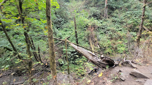 Non-Profit Organization «Audubon Society of Portland», reviews and photos, 5151 NW Cornell Rd, Portland, OR 97210, USA