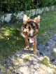 Centre Canin et Félin. Vayres-sur-Essonne