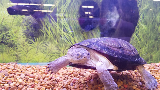 Pet Store «PetSmart», reviews and photos, 3152 Phoenix Center Dr, Washington, MO 63090, USA