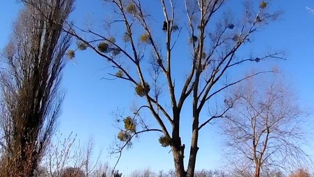 Favágás - Fakivágás TREE SERVICE - Kertészkedő