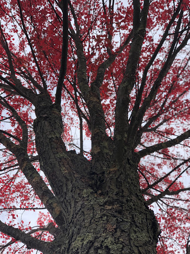 Park «Cass Park», reviews and photos, Cass Avenue, Woonsocket, RI 02895, USA