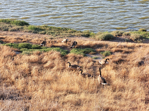 Recreation Center «Shoreline Lake Boathouse», reviews and photos, 3160 N Shoreline Blvd, Mountain View, CA 94043, USA