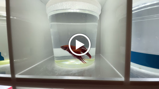 Pet Supply Store «PetSmart», reviews and photos, 860 Cobb Pl Blvd NW, Kennesaw, GA 30144, USA