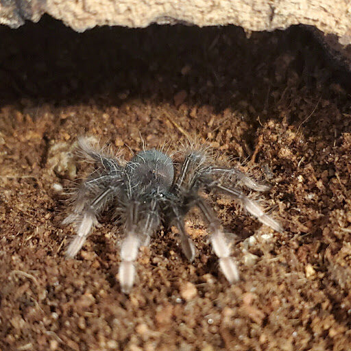 Pet Store «Petfection Exotic Pet Specialist», reviews and photos, 2989 PA-611 Suite 102, Tannersville, PA 18372, USA