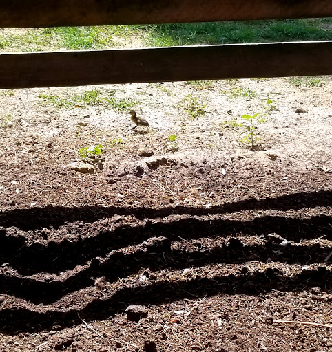 Animal Rescue Service «Nanny’s Educational Zoo And Rescue», reviews and photos, 1139 Livingston Rd, Lutz, FL 33559, USA