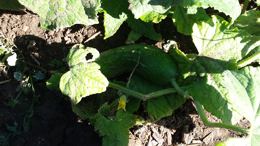 Produce Market «Berry Patch Farms», reviews and photos, 13785 Potomac St, Brighton, CO 80601, USA