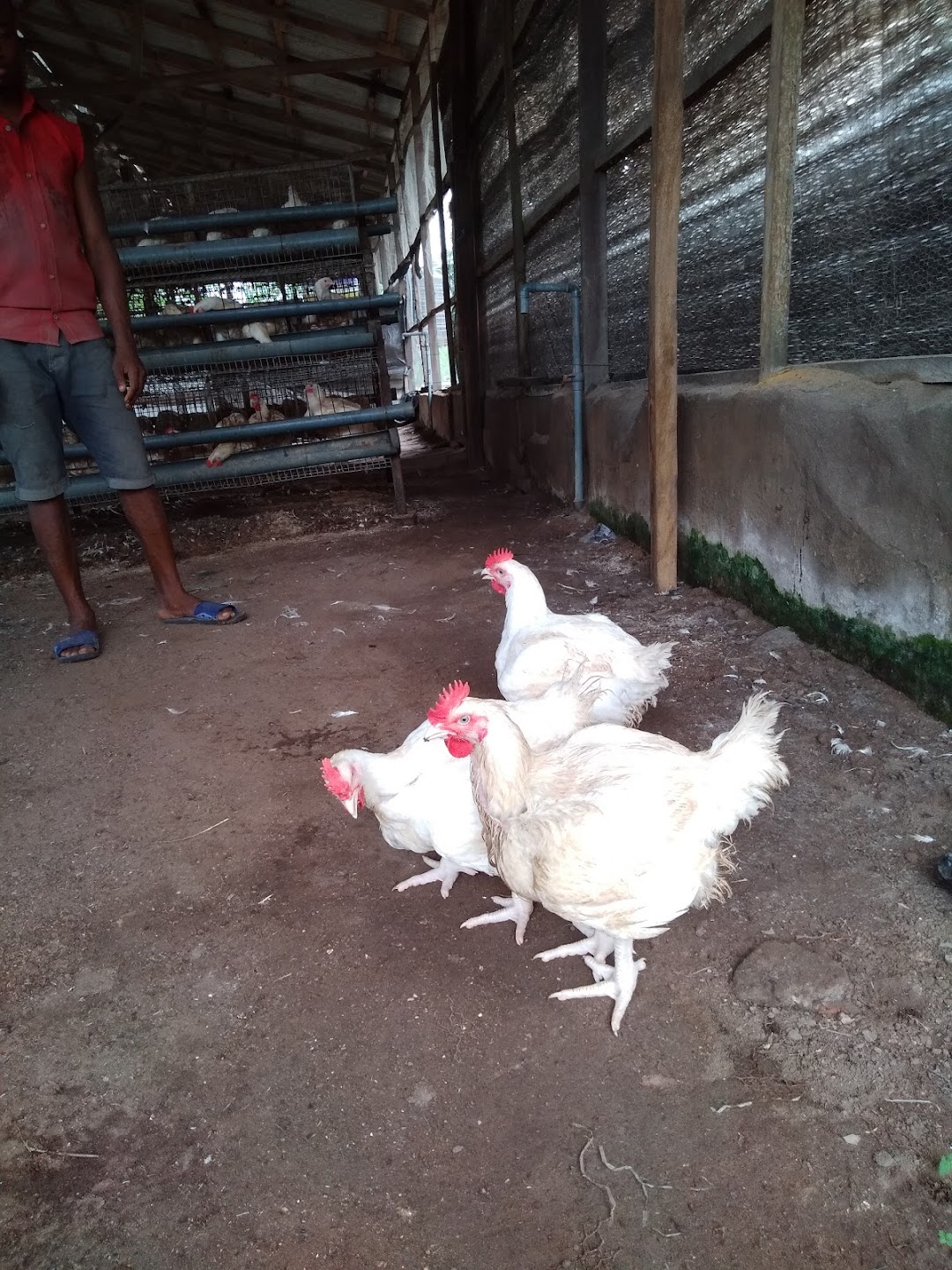 Lagos State Farms