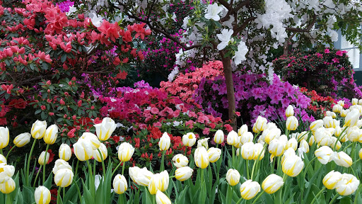 Park «Garfield Park Conservatory», reviews and photos, 300 N Central Park Ave, Chicago, IL 60624, USA