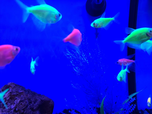 Pet Supply Store «Petco Animal Supplies», reviews and photos, 29560 W Seven Mile Rd, Livonia, MI 48152, USA