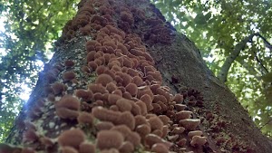 Institute Woods - photo 62