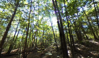 Oak Ridge Town Forest