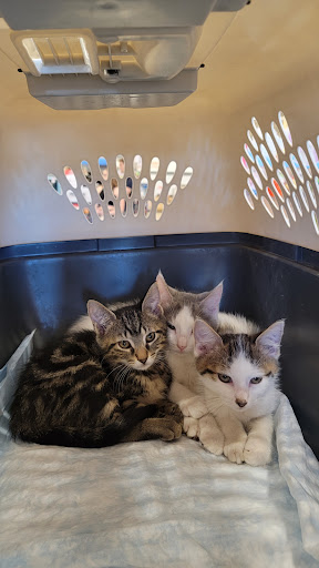 Pet Supply Store «PetSmart», reviews and photos, 1540 N Dale Mabry Hwy, Tampa, FL 33607, USA