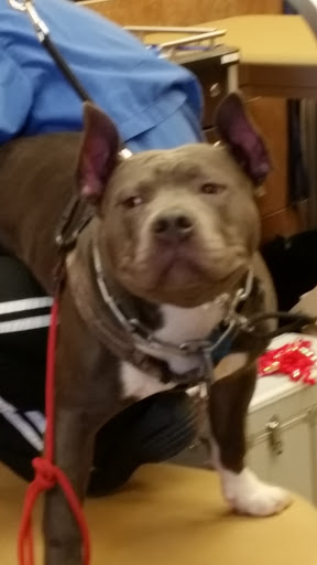 Pet Supply Store «PetSmart», reviews and photos, 2102 W Union Blvd #22A, Bethlehem, PA 18018, USA