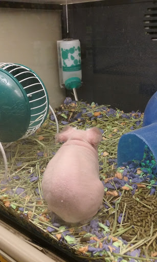 Pet Supply Store «PetSmart», reviews and photos, 3081 S 5600 W, Salt Lake City, UT 84120, USA