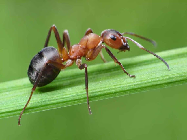 NIEMEYER PEST CONTROL CHILE - Puente Alto