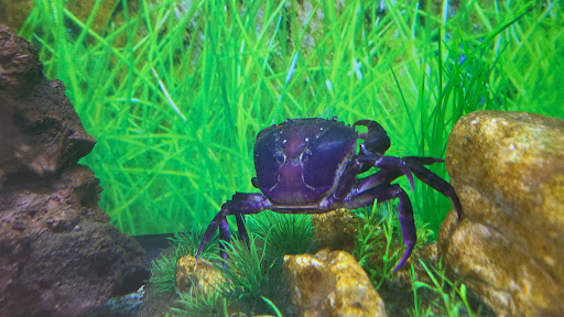 Pet Supply Store «Petco Animal Supplies», reviews and photos, 9480 W Northern Ave, Glendale, AZ 85305, USA