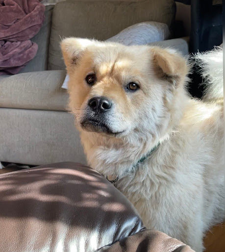 Golden Heart Boarding & Grooming